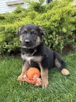 Scout, a male German Shepherd Dog for sale in Middlebury, IN – Photo 4 of 4