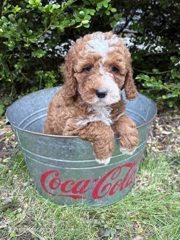 Zeke – Cockapoo puppy for sale in Middlebury, IN