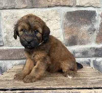 Myra, a female Whoodle for sale in Middlebury, IN – 4 of 4