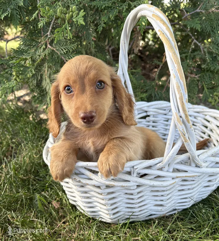 Briggs – Dachshund puppy for sale in Middlebury, IN