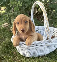 Briggs, a male Dachshund for sale in Middlebury, IN – 1 of 4
