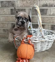 Dixie , a female French Bulldog for sale in Middlebury, IN – 3 of 4