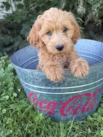 Jewel, a female Cockapoo for sale in Middlebury, IN – 4 of 5