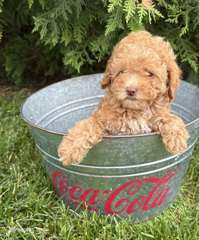 Phoenix  – Poodle - Miniature  puppy for sale in Middlebury, IN