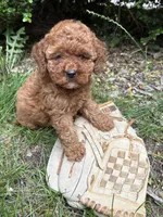 Zoey, a female Cockapoo for sale in Middlebury, IN – 2 of 4