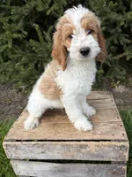 Beau, a male Miniature Goldendoodle for sale in Middlebury, IN – 4 of 4
