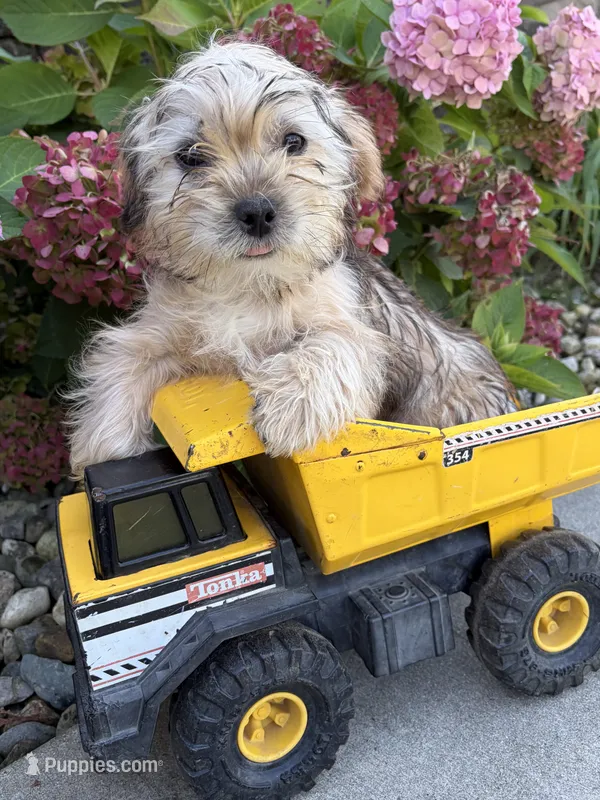 Ace – Morkie puppy for sale in Middlebury, IN