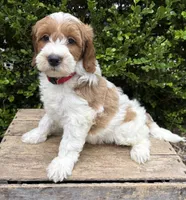 Anson, a male Miniature Goldendoodle for sale in Middlebury, IN – 2 of 4