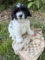 Ava, a female Havapoo for sale in Middlebury, IN – 2 of 4