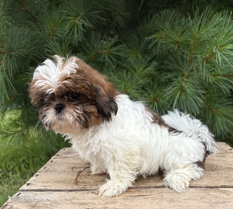 Tyler  – Shih Tzu puppy for sale in Middlebury, IN