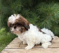 Tyler , a male Shih Tzu for sale in Middlebury, IN – 1 of 4