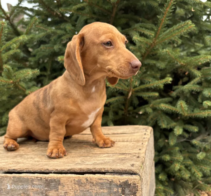 Raine – Dachshund puppy for sale in Middlebury, IN