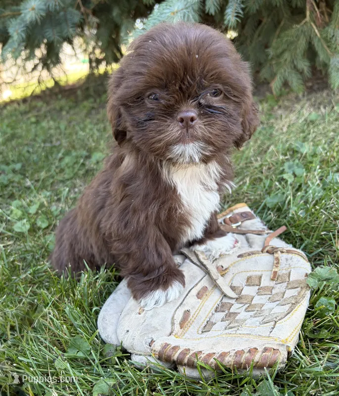 Lucy  – Shih Tzu puppy for sale in Middlebury, IN
