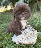 Lucy , a female Shih Tzu for sale in Middlebury, IN – 1 of 4