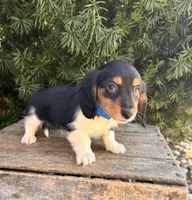 Cruz, a male Dachshund for sale in Middlebury, IN – Photo 2 of 6