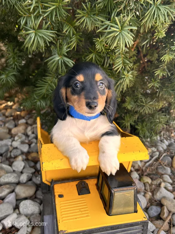 Cruz – Dachshund puppy for sale in Middlebury, IN