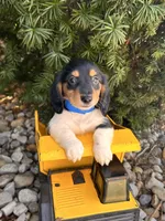 Cruz, a male Dachshund for sale in Middlebury, IN – Photo 1 of 6