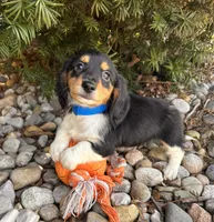 Cruz, a male Dachshund for sale in Middlebury, IN – Photo 5 of 6