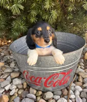 Cruz, a male Dachshund for sale in Middlebury, IN – Photo 3 of 6