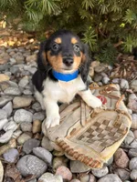 Cruz, a male Dachshund for sale in Middlebury, IN – Photo 4 of 6