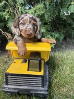 Asher , a male Dachshund for sale in Middlebury, IN – 5 of 5