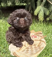 Truly, a female Shih Tzu for sale in Middlebury, IN – Photo 1 of 3