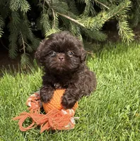 Truly, a female Shih Tzu for sale in Middlebury, IN – Photo 3 of 3