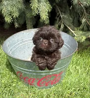 Truly, a female Shih Tzu for sale in Middlebury, IN – Photo 2 of 3