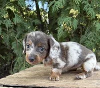 Cici, a female Dachshund for sale in Middlebury, IN – 2 of 6