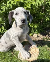 Truly, a female Great Dane for sale in Middlebury, IN – 2 of 4