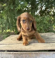 Aerie , a female Miniature Dachshund for sale in Middlebury, IN – 4 of 5