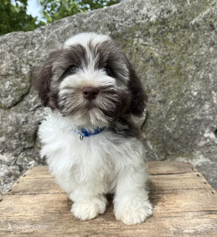 Asher – Havanese puppy for sale in Middlebury, IN
