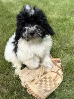 Ava, a female Havapoo for sale in Middlebury, IN – 4 of 4