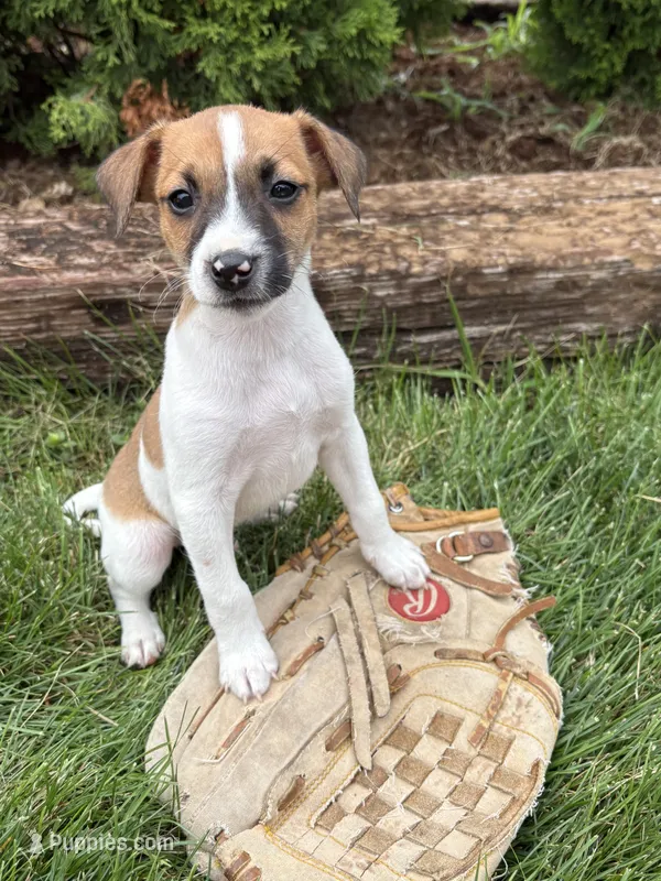 Silas – Jack Russell Terrier, Rat Terrier puppy for sale in Middlebury, IN