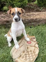 Silas, a male Jack Russell Terrier and Rat Terrier for sale in Middlebury, IN – 1 of 4