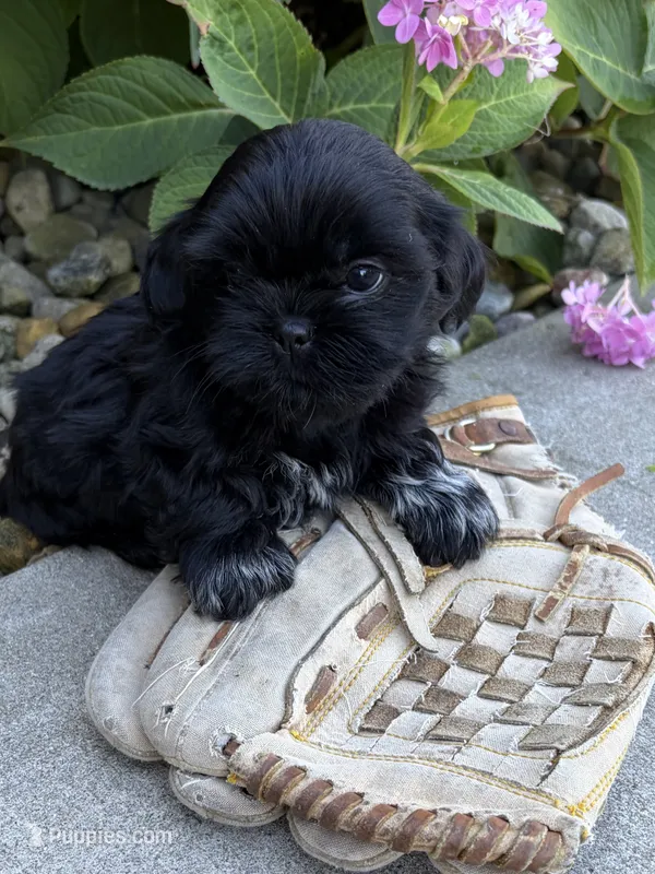 Koko – Shih Tzu puppy for sale in Middlebury, IN