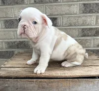 Dina, a female French Bulldog for sale in Middlebury, IN – 3 of 5