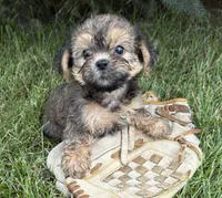 Luca, a male Shorkie for sale in Middlebury, IN – 3 of 4