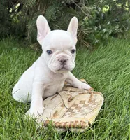 Bruno, a male French Bulldog for sale in Middlebury, IN – 5 of 5