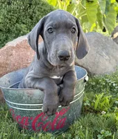 Ellie, a female Great Dane for sale in Middlebury, IN – 2 of 4