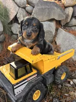 Otis, a male Dachshund for sale in Middlebury, IN – Photo 3 of 4