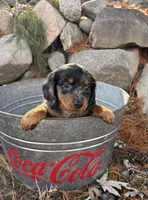 Otis, a male Dachshund for sale in Middlebury, IN – Photo 1 of 4