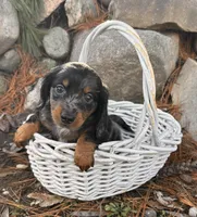 Otis, a male Dachshund for sale in Middlebury, IN – Photo 2 of 4