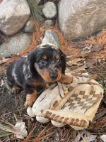 Otis, a male Dachshund for sale in Middlebury, IN – Photo 4 of 4