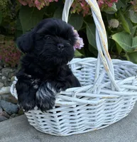 Koko, a female Shih Tzu for sale in Middlebury, IN – 2 of 5