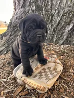 Indie, a female Chinese Shar-Pei and Cocker Spaniel for sale in Middlebury, IN – Photo 4 of 4