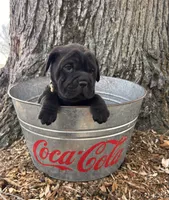 Indie, a female Chinese Shar-Pei and Cocker Spaniel for sale in Middlebury, IN – Photo 2 of 4