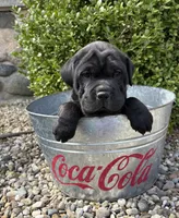 Indie, a female Chinese Shar-Pei and Cocker Spaniel for sale in Middlebury, IN – Photo 1 of 5