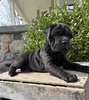 Indie, a female Chinese Shar-Pei and Cocker Spaniel for sale in Middlebury, IN – Photo 3 of 5