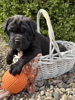 Indie, a female Chinese Shar-Pei and Cocker Spaniel for sale in Middlebury, IN – Photo 5 of 5